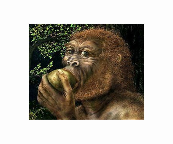 2-million-year-old fossils suggest human ancestor was a tree climber