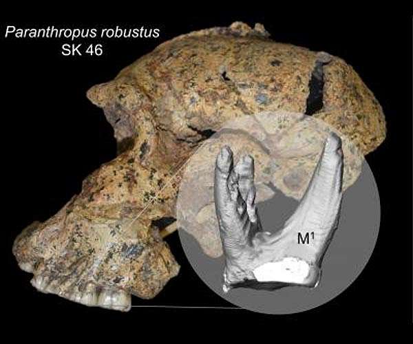 Getting to the roots of our ancient cousin's diet