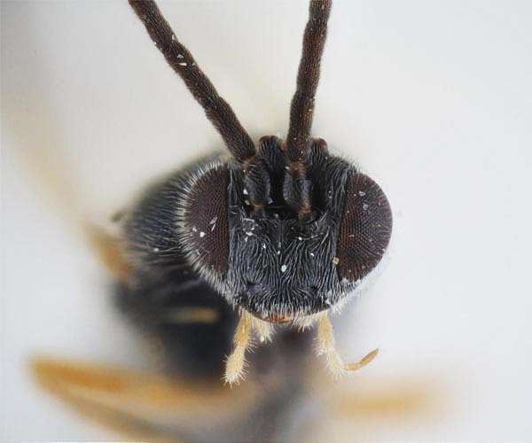 Newly discovered Xenomorph wasp has alien-like lifecycle