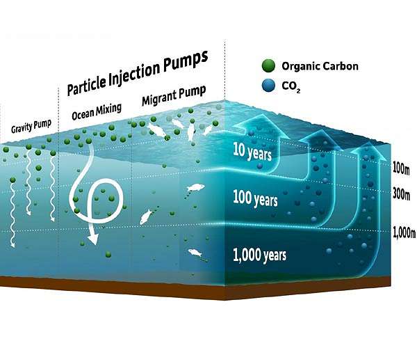 Scientists Question Ocean-Based CO2 Removal Effectiveness