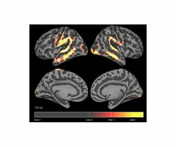 Human language most likely evolved gradually