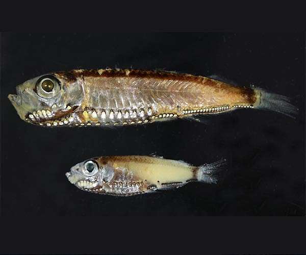 Deep-sea fish confirmed as a significant source of ocean carbonate