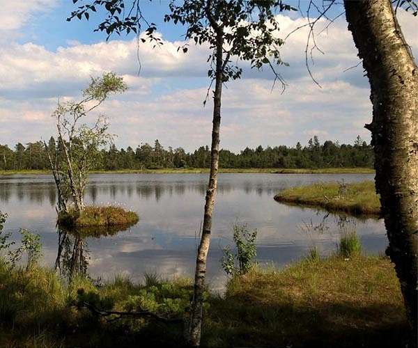 Natural soundscapes boost health markers, lower stress