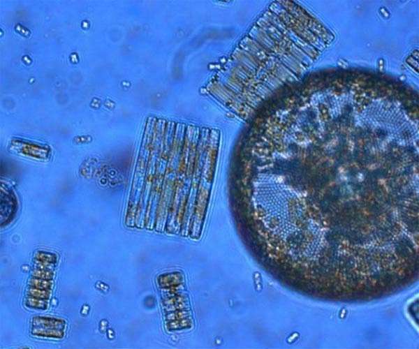 Tiny plankton overlooked in climate forecasting may shape carbon cycles