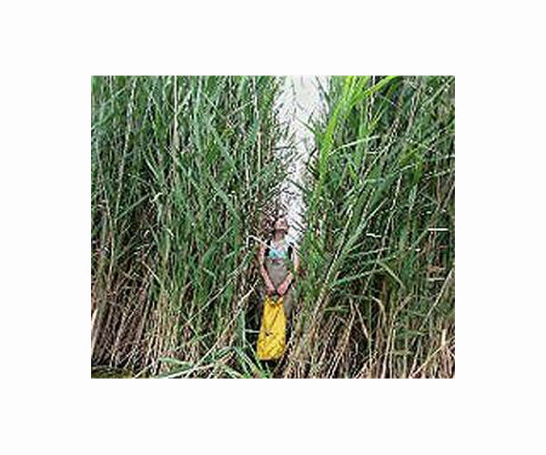 Invasive plants can boost blue carbon storage