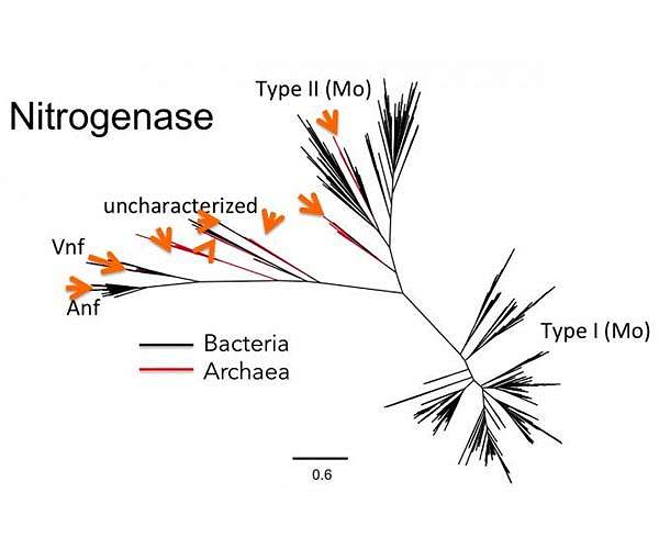 New study reveals life's earliest evolution was more complicated than previously suspected