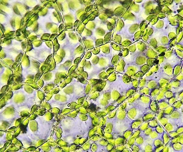 A step towards increasing CO2 uptake in plants