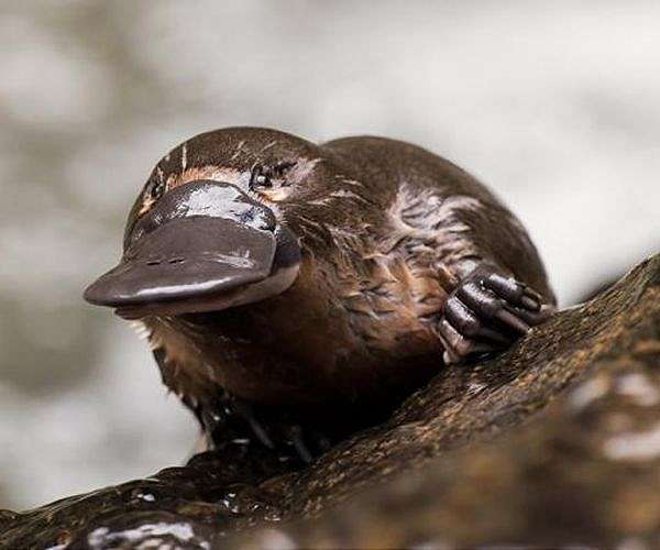 Saving lives with platypus milk