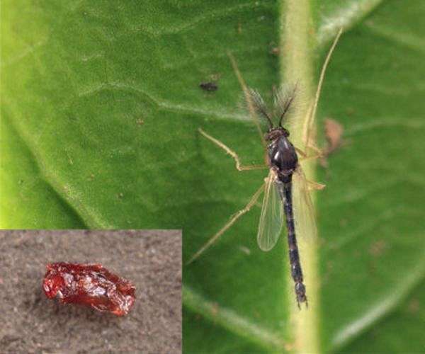 Heat shock system helps bug come back to life after drying up