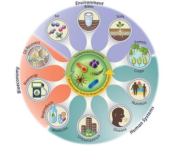 Study reveals link between microbiome, early brain development