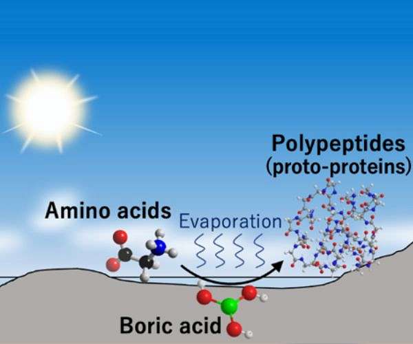 Researchers uncover how primordial proteins formed on prebiotic earth