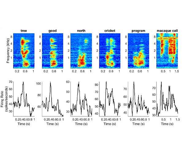 Researchers reconstruct spoken words as processed in nonhuman primate brains