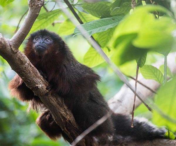 Titi monkeys support 'male services' theory for mammalian pair bonding