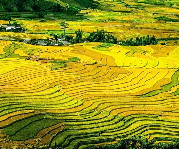 Nitrous oxide emissions from rice farms are a cause for concern for global climate