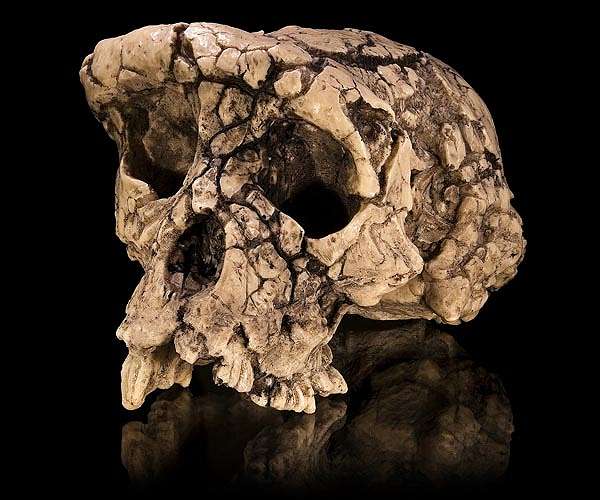 Od bones show that humans' oldest-known ancestor could climb like an ape