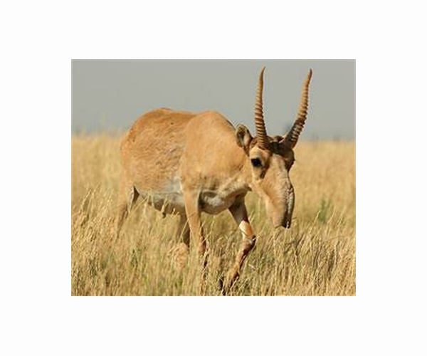 Kazakhstan authorises hunting of Saiga antelopes