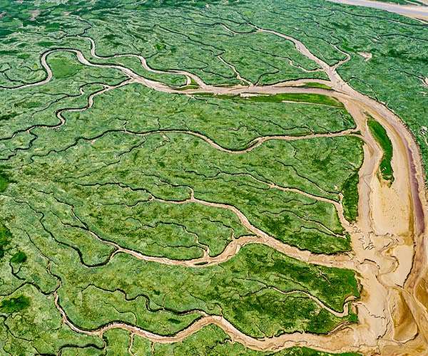 Land-building marsh plants are champions of carbon capture