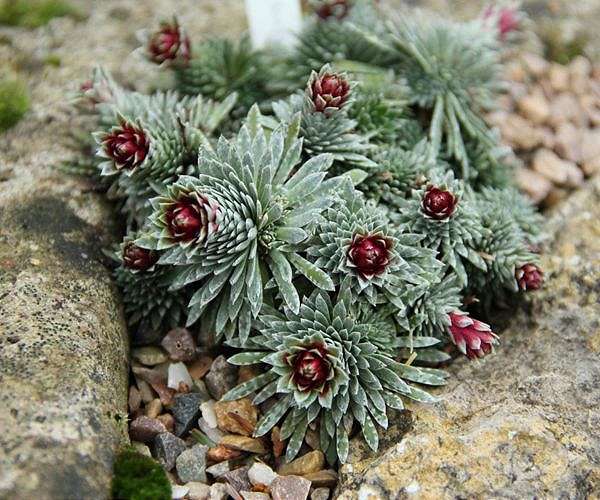 Rare mineral discovered in plants for first time
