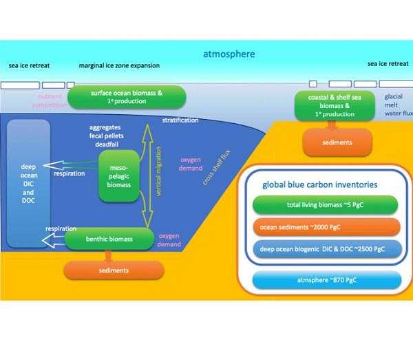 Exploring Innovations in Marine Biomass and Blue Carbon Capture