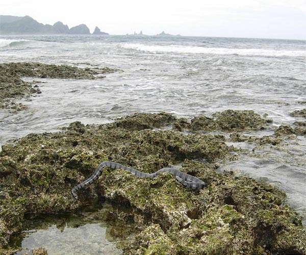One-fifth of carbon entering coastal waters of eastern North America is buried