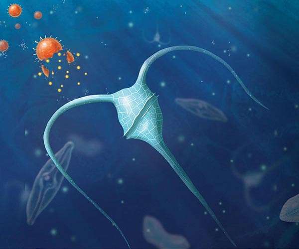 Tiny poops in the ocean may help solve the carbon problem