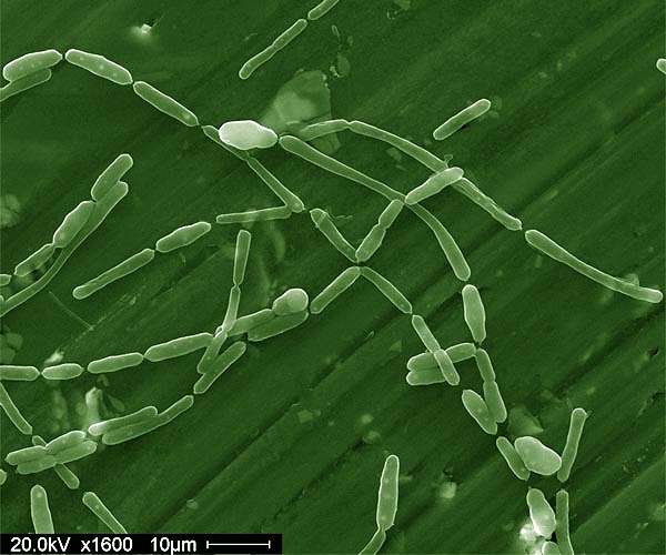 Sellafield research uncovers microbial life in fuel ponds