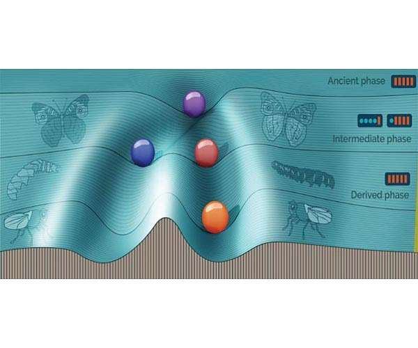 Simulating evolution to understand a hidden switch