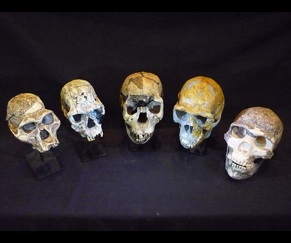 Human brain, braincase evolved independently, researchers say
