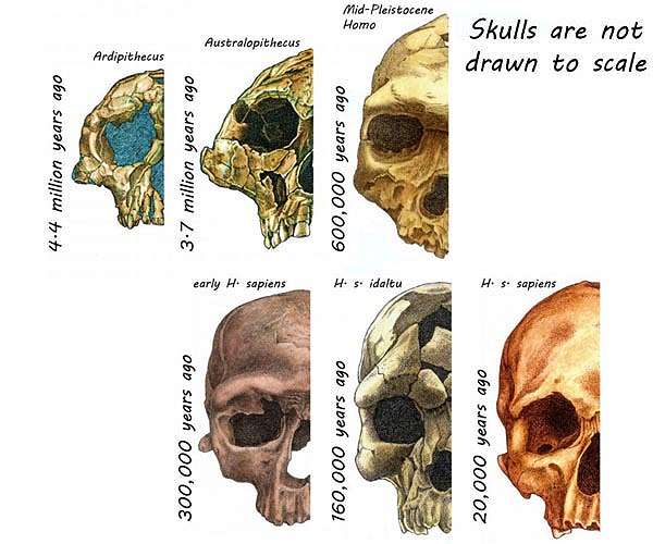 A new perspective on the genomes of archaic humans