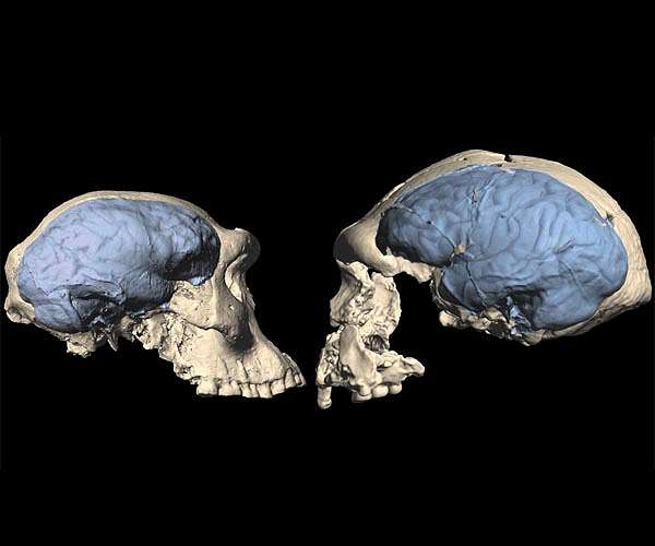 Rapid human brain and skull changes outpace other apes in evolutionary race