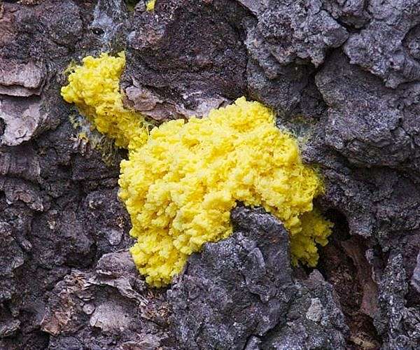 Slime mold memorizes foreign substances by absorbing them