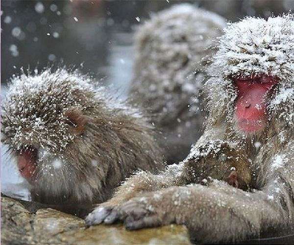 Monkeys eat fats and carbs to keep warm