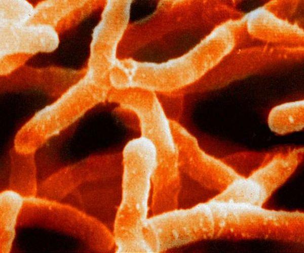 How microbes survive clean rooms and contaminate spacecraft