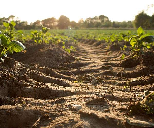 Warming of 2C would release billions of tonnes of soil carbon