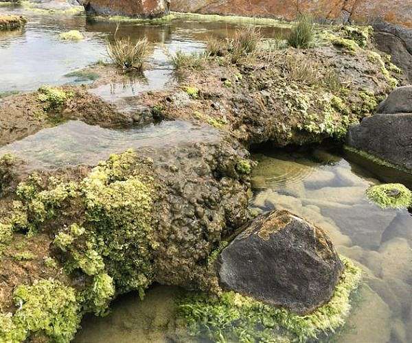 Field work on South Africa's "living rocks" reveals rapid carbon capture in extreme conditions