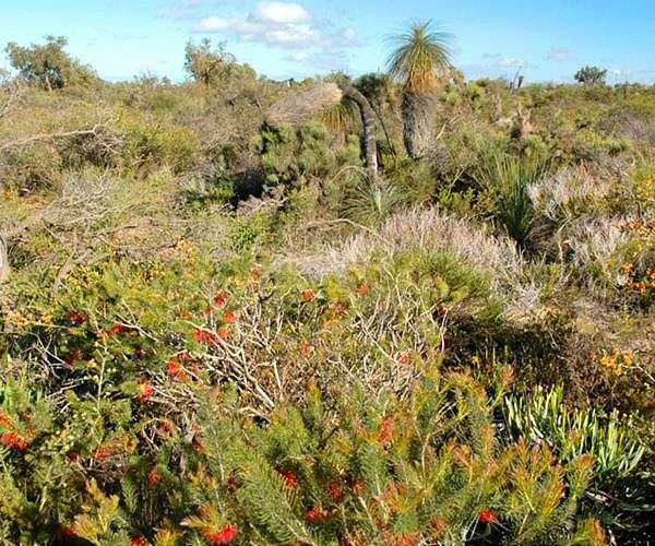 Ancient plant foods found in northern Australia