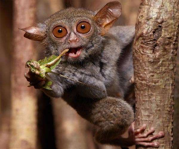 What we inherited from our bug-eating ancestors