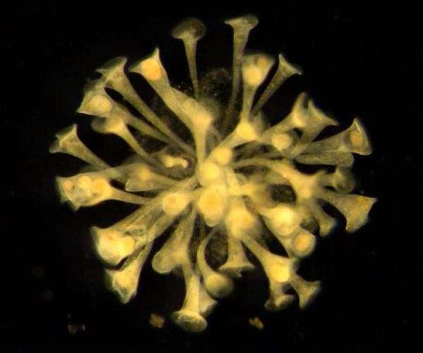 A new clue to how multicellular life may have evolved