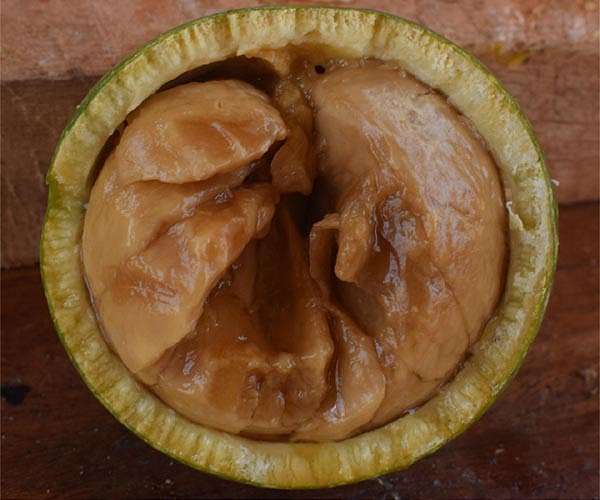 Chimpanzee foods are mechanically more demanding than previously thought