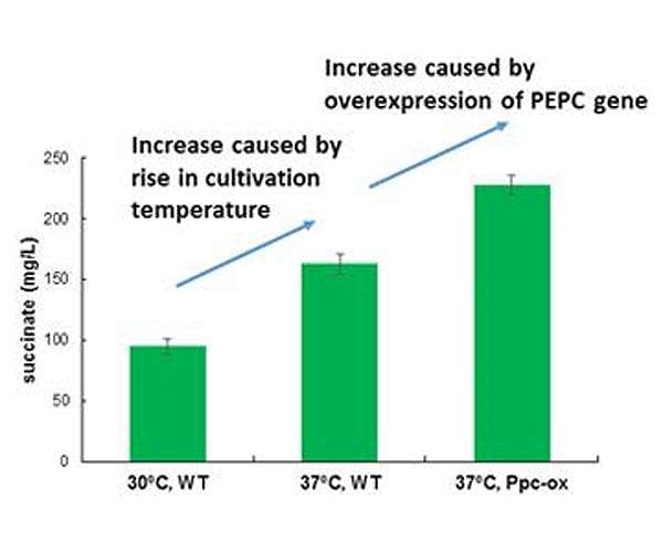 World's most efficient production of succinate from carbon dioxide