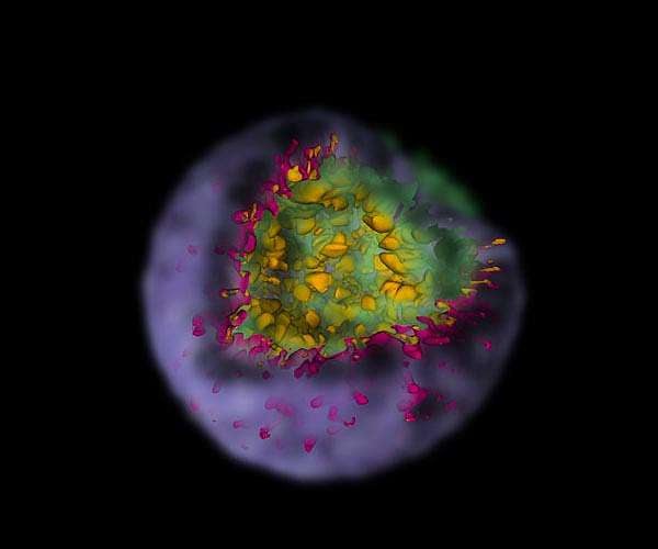 Supernova simulations reveal how stellar explosions shape debris clouds