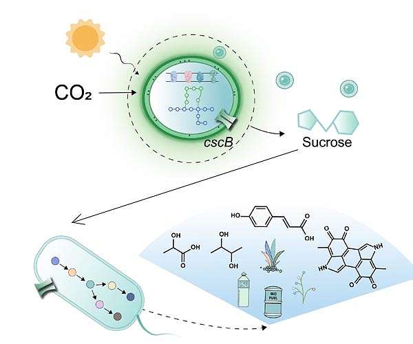 Symbiotic CO2 sequestration