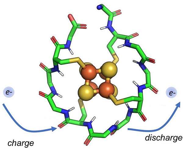 Rutgers scientists identify protein that may have existed when life began