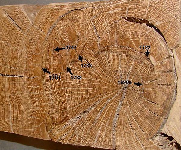 Tree rings may hold clues to impacts of distant supernovas on Earth