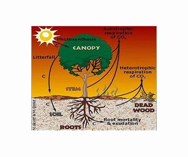 Carbon goes with the flow