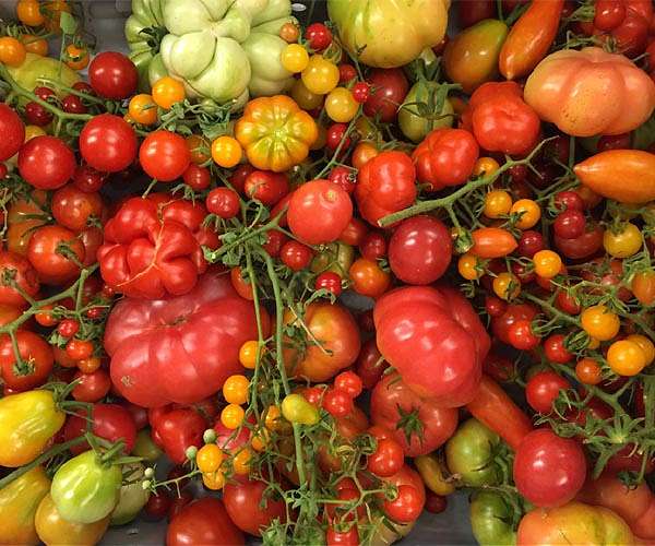 Research team traces evolution of the domesticated tomato