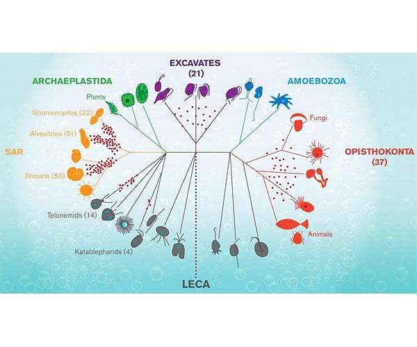 Origin of complex cells started without oxygen