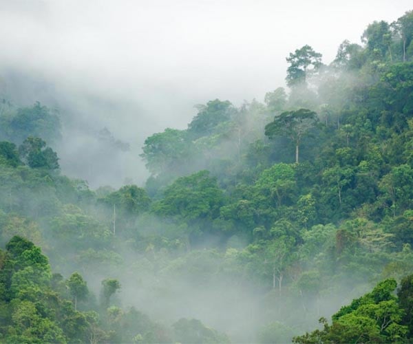 Global warming makes tropical soils leak CO2: study