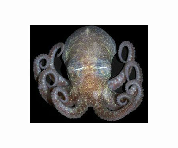 Giant group of octopus moms discovered in the deep sea