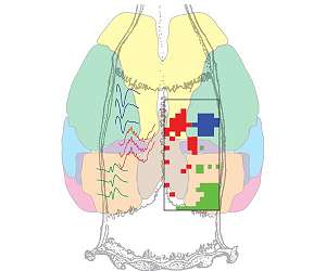 Study shows how memories ripple through the brain